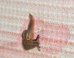 Cryptaustenia