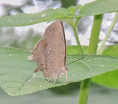 Surendra quercetorum