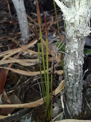 Actinostachys intermedia