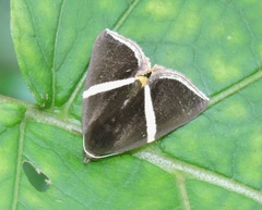 Fodina pallula