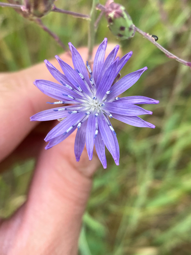 Lactuca pulchella iNat (2)