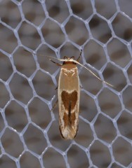 Stathmopoda megathyma