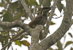 Gavicalis fasciogularis