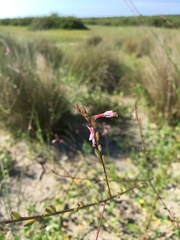 Oenothera simulans