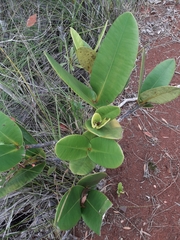 Garcinia amplexicaulis