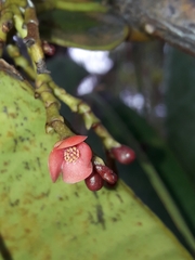 Garcinia amplexicaulis