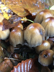 Coprinellus