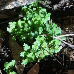 Asplenium subglandulosum