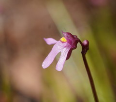 Utricularia tenella