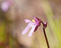 Utricularia tenella