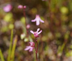 Utricularia tenella