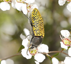 Stigmodera macularia