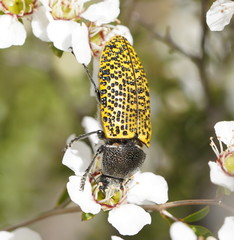 Stigmodera macularia