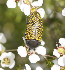 Stigmodera macularia