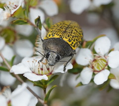 Stigmodera macularia