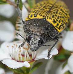 Stigmodera macularia