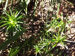 Dracophyllum secundum