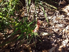 Dracophyllum secundum