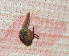 Cryptaustenia