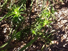 Dracophyllum secundum