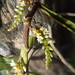 Campylocentrum aromaticum - Photo (c) Tito Lahaye,  זכויות יוצרים חלקיות (CC BY-NC), הועלה על ידי Tito Lahaye
