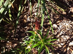 Dracophyllum secundum
