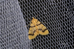 Dichocrocis clytusalis