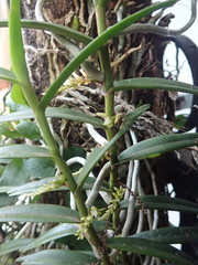 Campylocentrum aromaticum