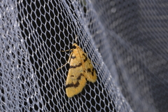 Dichocrocis clytusalis