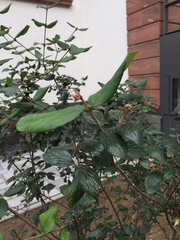 Viburnum × burkwoodii