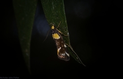 Epithymema helias