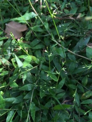 Oplismenus hirtellus setarius