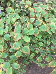 Corylopsis pauciflora