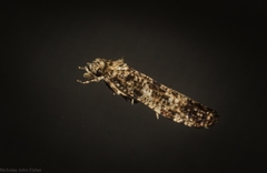 Morophaga clonodes