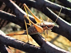 Pachytrachis gracilis