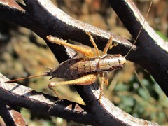 Pachytrachis gracilis