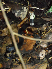 Naja sumatrana