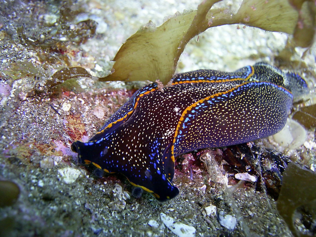 Navanax
