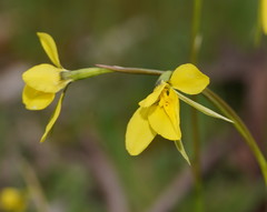 Diuris behrii