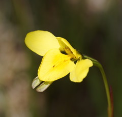 Diuris behrii
