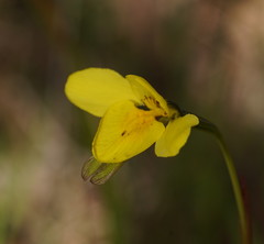 Diuris behrii