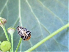 Megabruchidius dorsalis