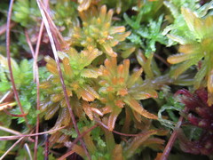 Sphagnum pulchrum