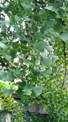 Ginkgo biloba