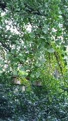 Ginkgo biloba