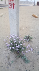 Cristaria glaucophylla