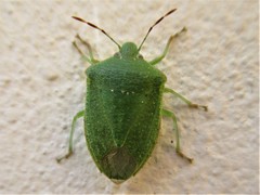 Nezara viridula