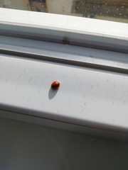 Harmonia axyridis