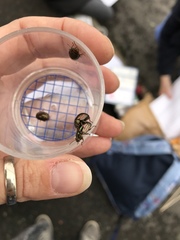 Chrysolina americana