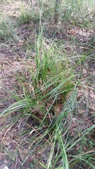 Carex cherokeensis